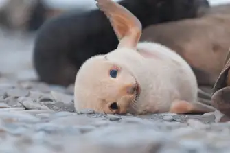Baby fur seals can hold their breath underwater for up to two hours